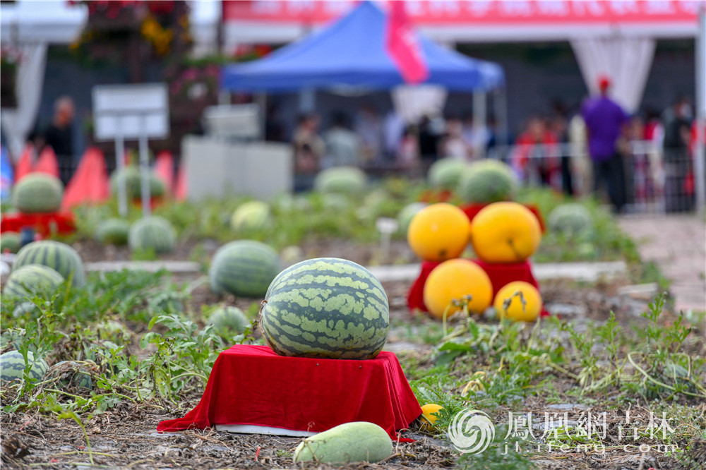 农博会上展示的巨型南华、西瓜。梁琪佳摄