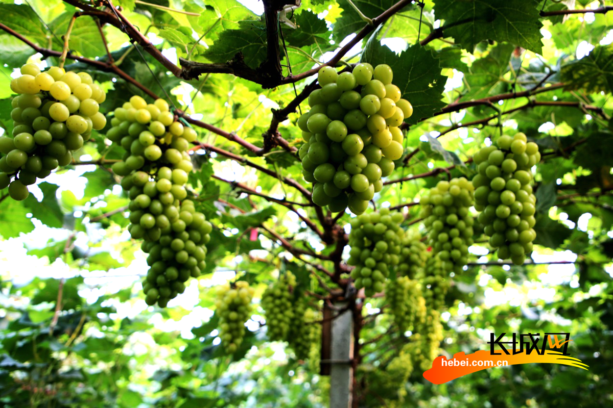 高清组图河北肃宁晴王葡萄香飘致富路