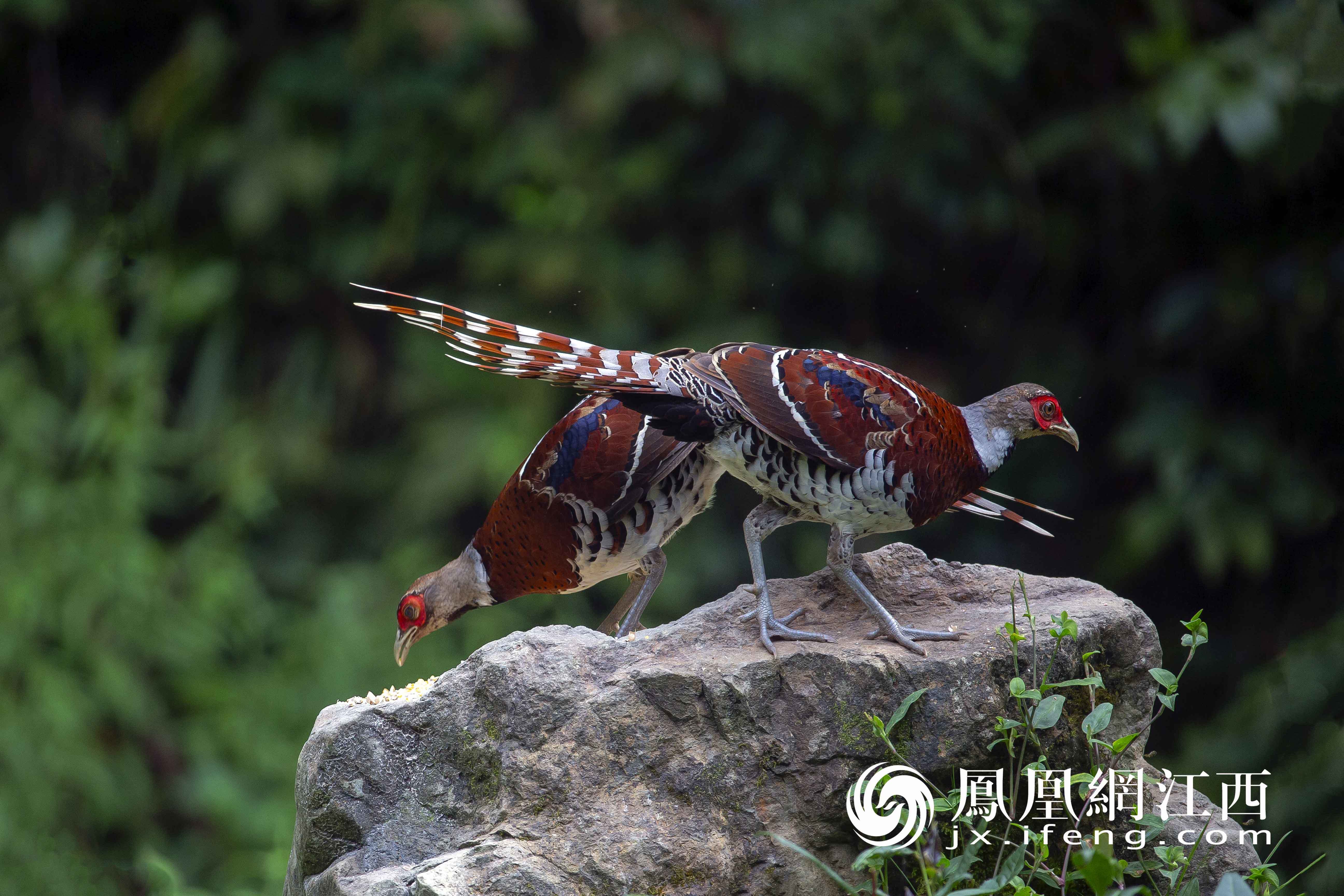 九江武宁县珍稀白颈长尾雉与白鹇偶遇同觅食嬉戏图