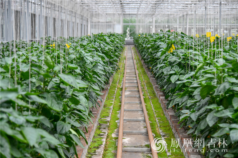 此次农博会展示的新品种新技术。梁琪佳摄