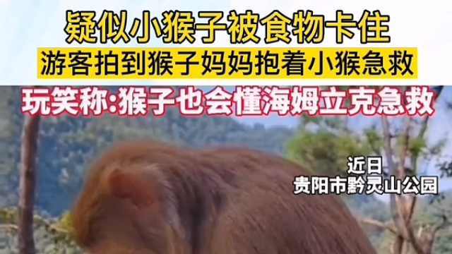 疑似小猴子被食物卡住，游客拍到猴子妈妈抱着小猴子急救