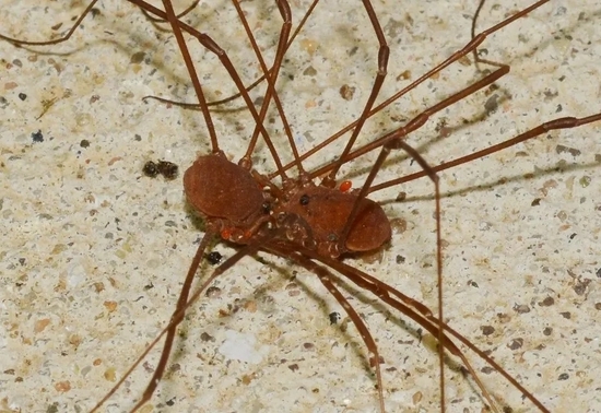 正在交配的盲蛛 | wildreturn, cc by 2.