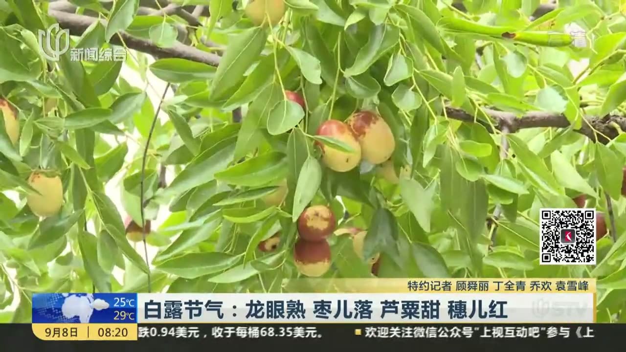 白露节气:龙眼熟 枣儿落 芦粟甜 穗儿红