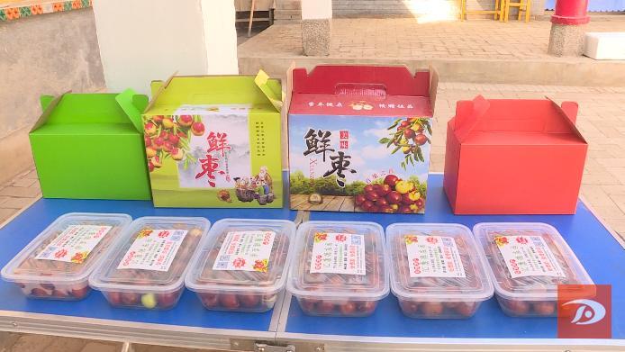 水果枣试种成功 敦煌农户培育致富"新宠"生活"甜蜜蜜"