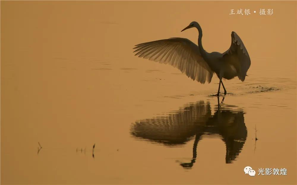 图为：近日在敦煌鸣沙山下九连湖党河水域拍摄的白鹭觅食的场景