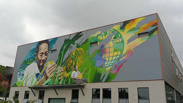 试验田巨幅涂鸦纪念袁隆平诞辰91周年老同事回忆赠送月饼情