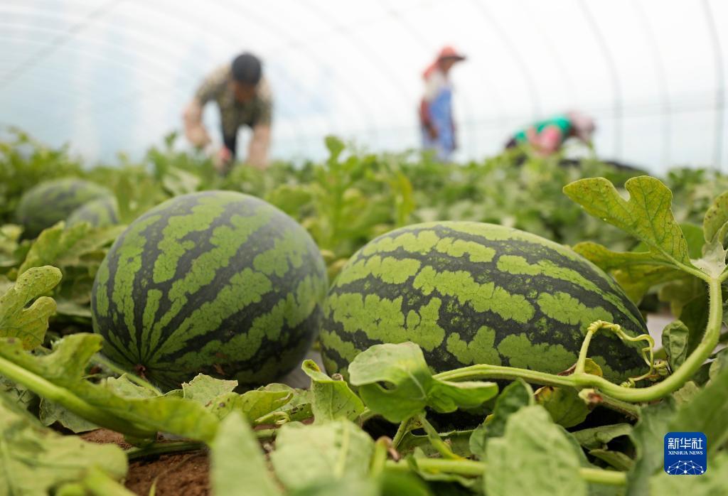 9月4日,务工人员在河北省尚义县南壕堑镇一家西瓜种植基地采摘西瓜.
