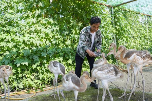 盤錦故事我來講葦海深處養鶴人