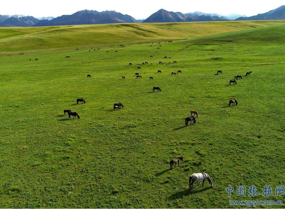 世界最大军马场醉金秋骏马纵横驰骋壮美如画