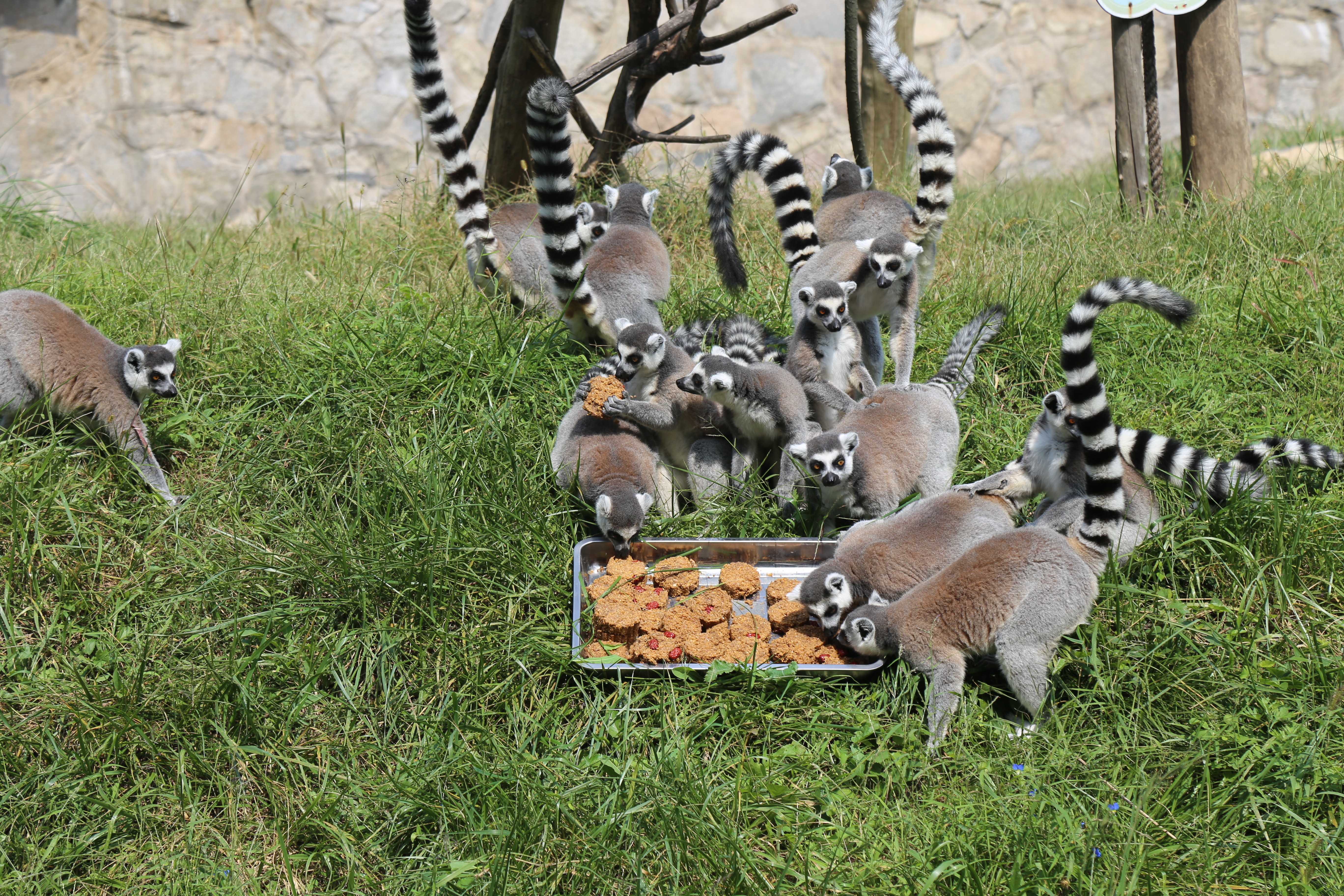 青岛森林野生动物世界的萌宠美食家们献上中秋月饼大餐