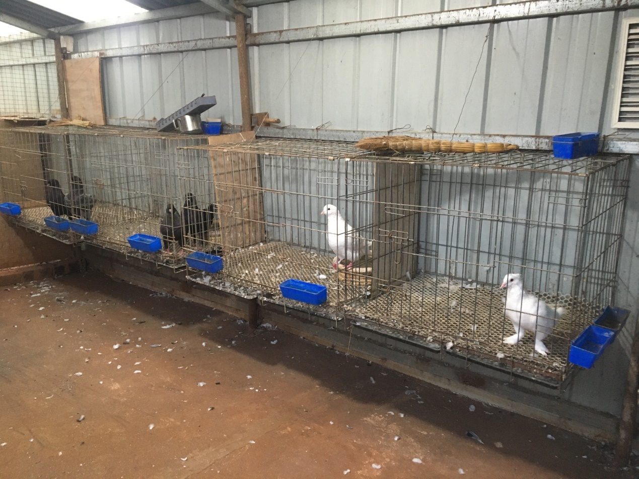 时陆明饲养观赏鸽走上致富路