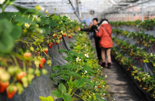 河北省农业农村厅推出11条休闲农业精品线路