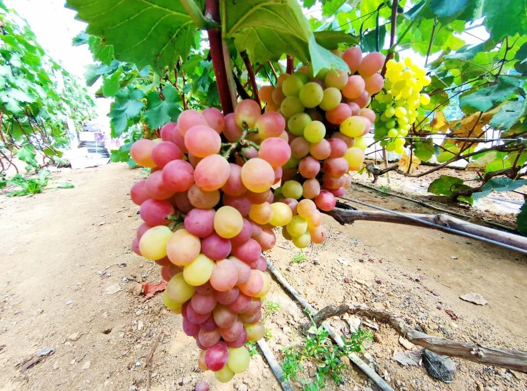 抚顺章党葡萄节等你来打卡
