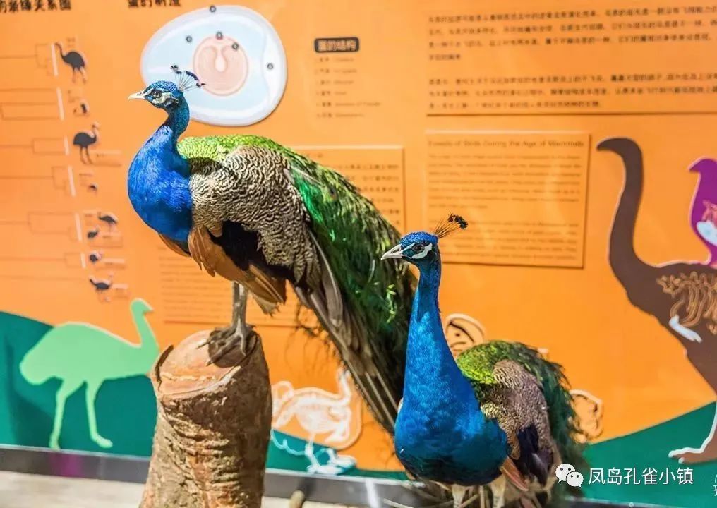 山西首家孔雀科普体验馆