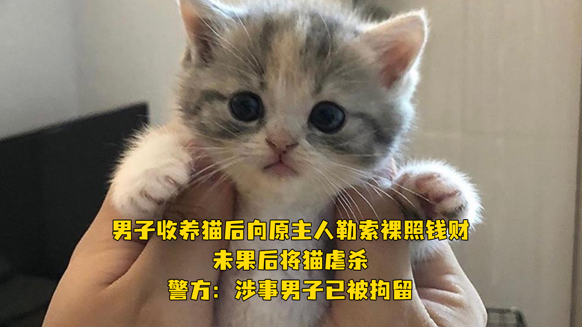 丧心病狂！男子收养猫后向原主人勒索裸照钱财，未果后将猫虐杀。警方：涉事男子已被拘留