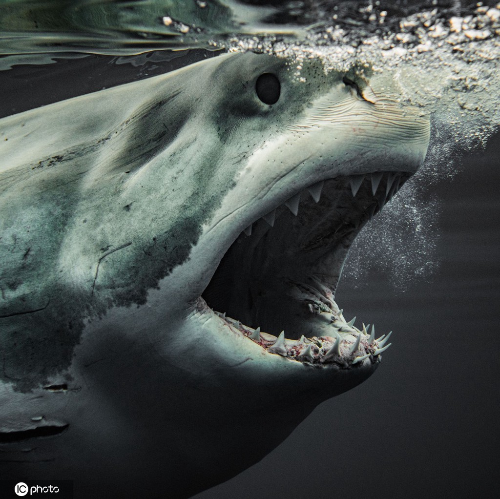 鲨鱼的图片 凶狠 霸气图片