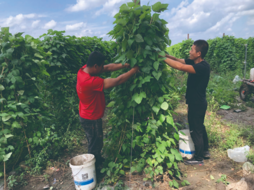 农田里，农户忙着采摘豆角。 梁闯 摄