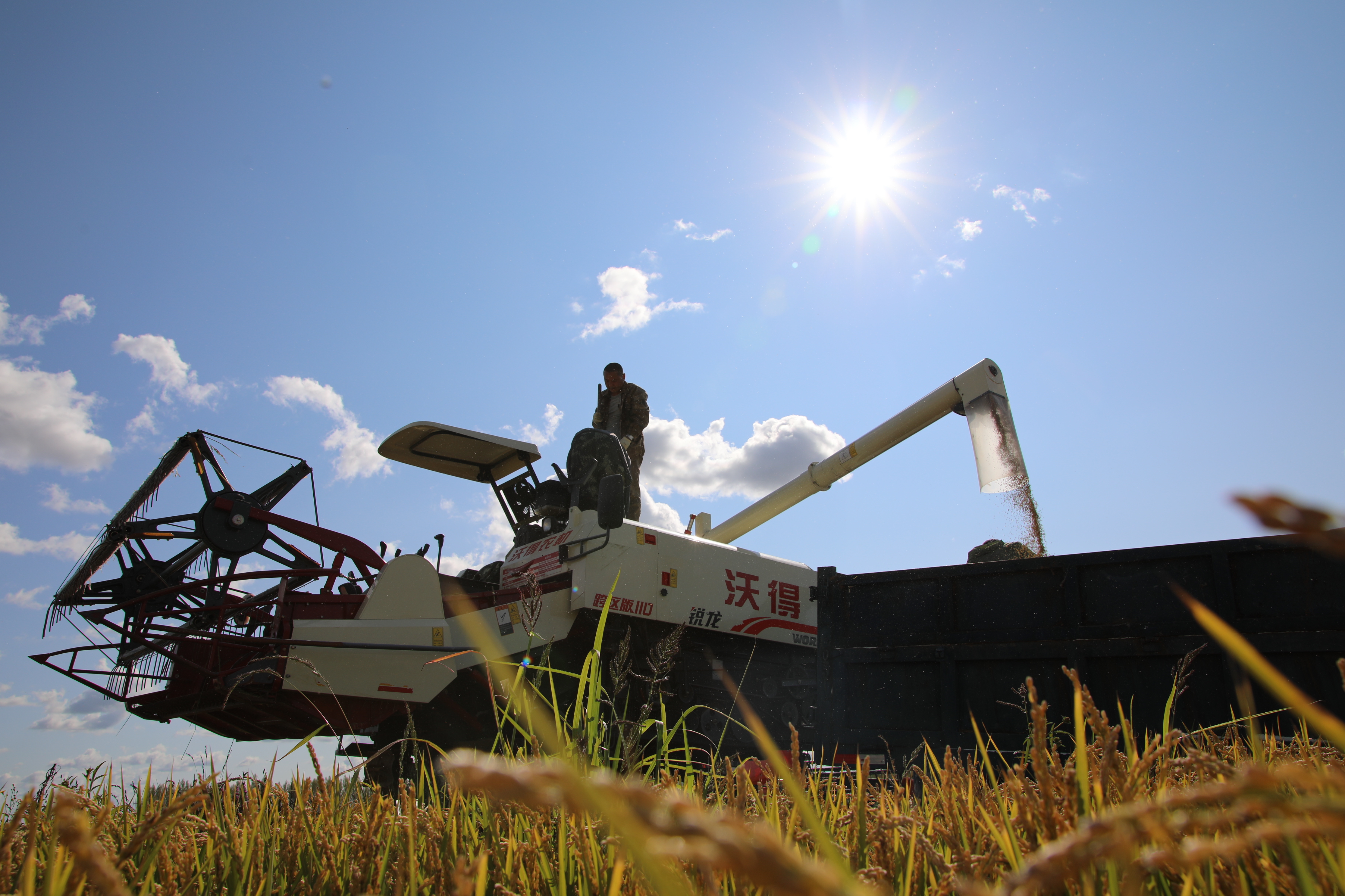 稻田里尽显金秋丰景