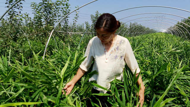 女村支书弃产业回村带乡亲发展致富，搞特色种植1地1年收3季