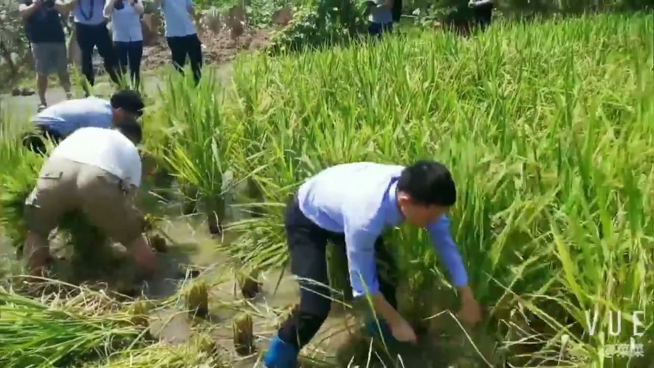 33米高“屋顶农场”收割稻谷 重庆一企业为员工打造2万平方米“开心农场”