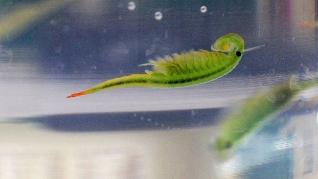 江苏连云港发现史前物种"仙女虾" 专家称与恐龙同时代