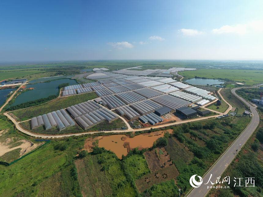 航拍镜头下的余干县瑞洪镇蔬菜种植基地.韩海建摄