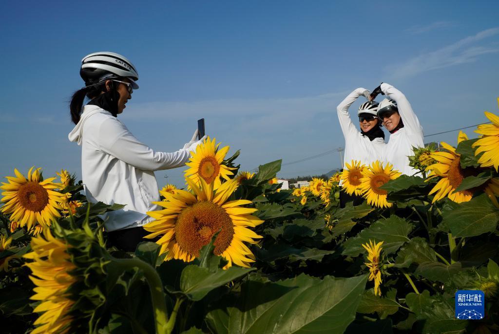 9月14日，游客在遵化市团瓢庄乡山里各庄村的向日葵花海拍照。