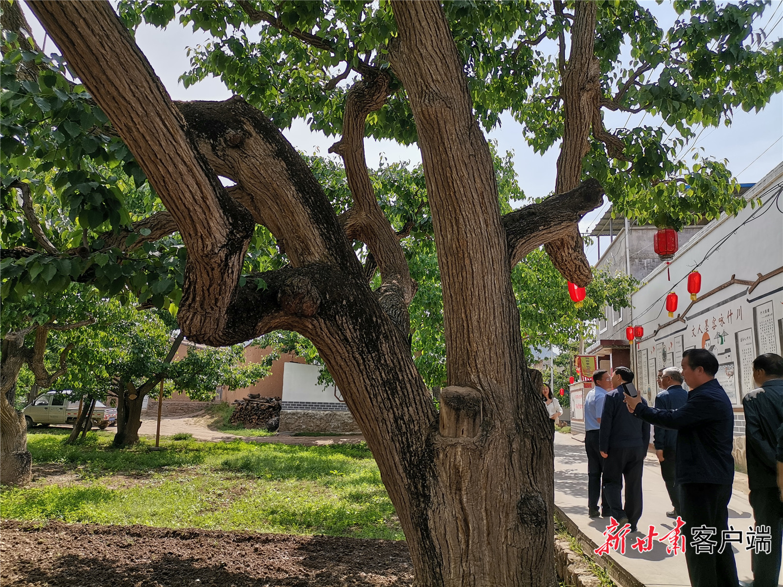 皋兰县什川镇上车村利用古梨园实现农旅文融合。.jpg