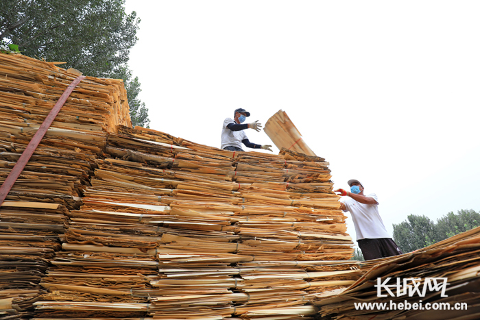 在河北省唐山市滦南县长凝镇西城子村一家木材加工厂，工人在装运木片。