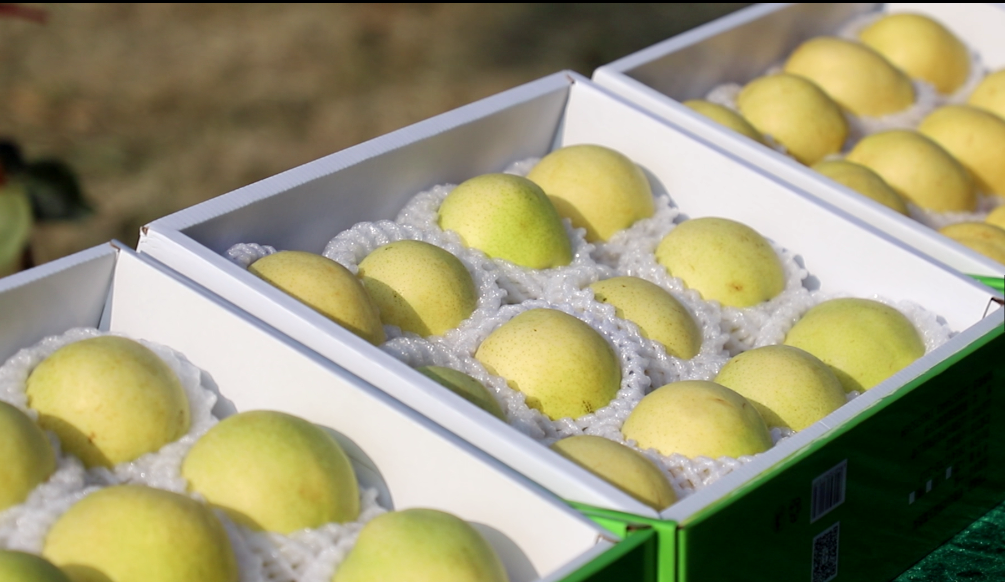 图为隰县玉露香梨