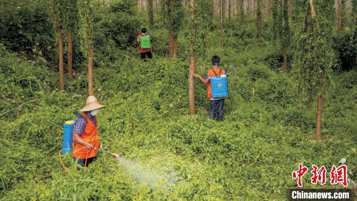 广东出台林业有害生物防治“十四五”规划