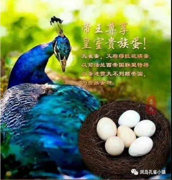 孔雀特色产品，孔雀蛋。