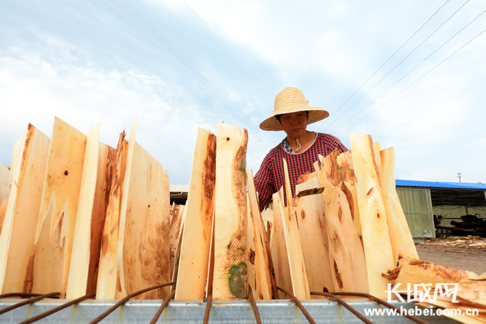 在河北省唐山市滦南县长凝镇西城子村一家木材加工厂，工人在晾晒木片。