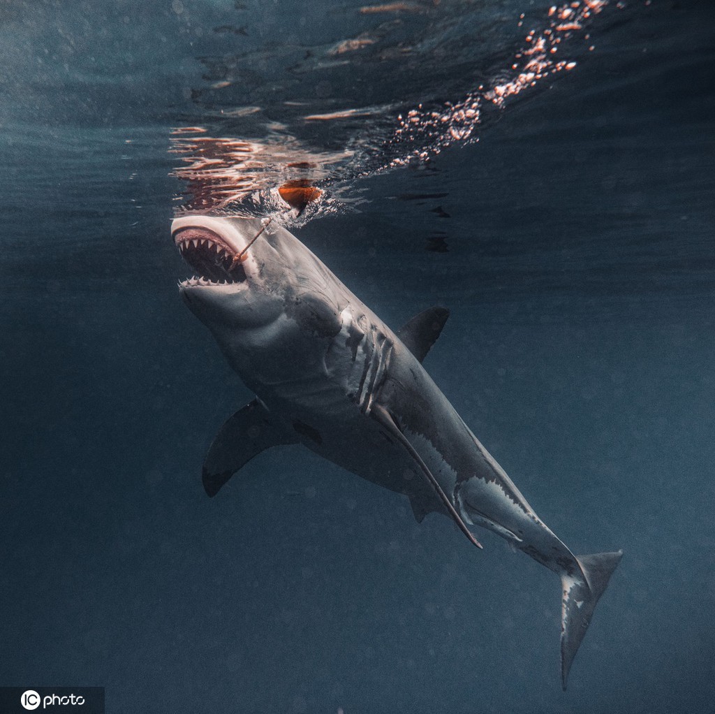 瓜达卢佩岛大白鲨图片