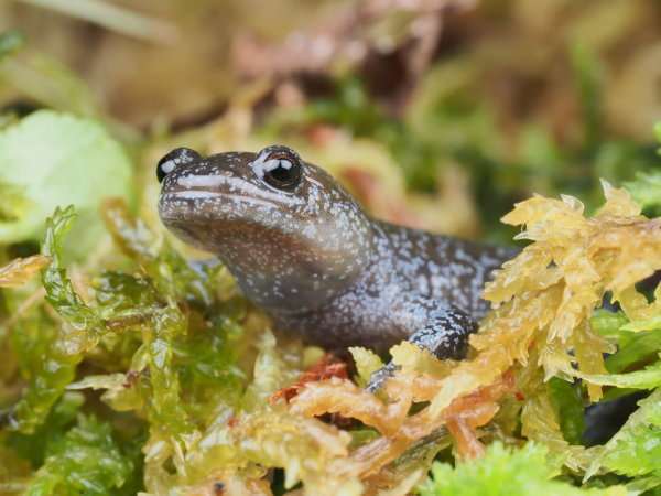 安吉小鲵 安吉县自然资源和规划局供图
