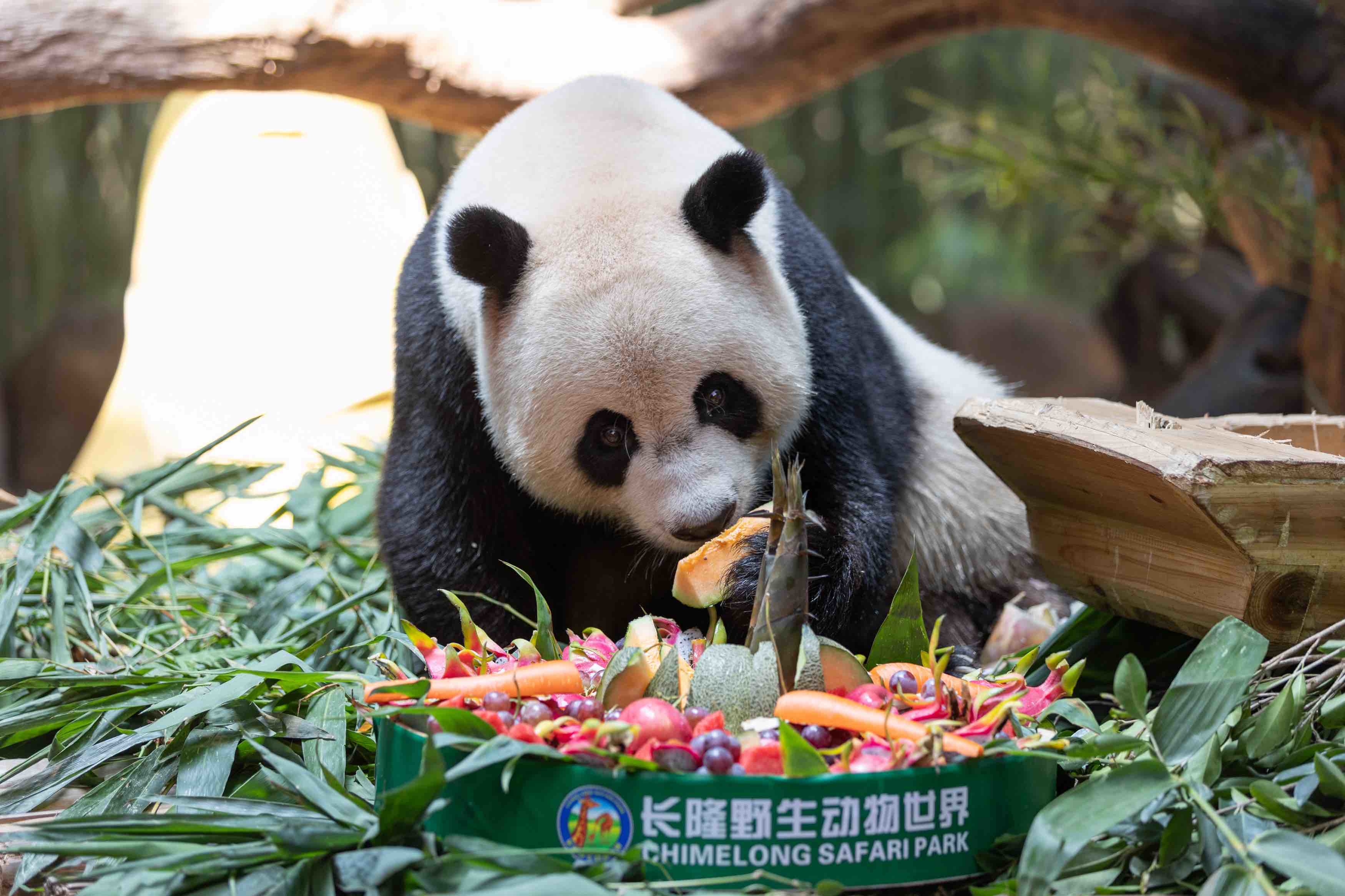 高清图片大熊猫三胞胎吃上定制中秋月饼长隆野生动物世界熊猫乐园里