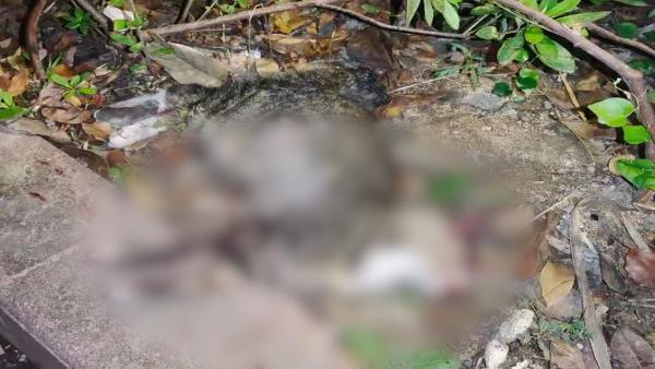 宁波一男子多次摔打踩踏猫致死，猫主人考虑对方孩子选择谅解