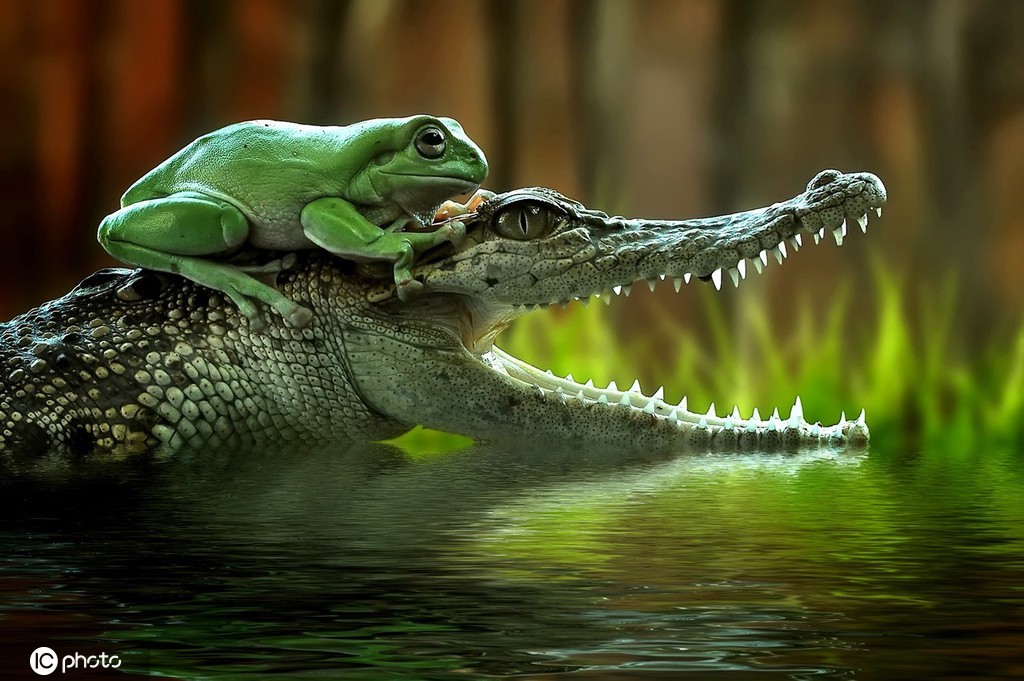 印尼西苏门答腊岛小青蛙趴在鳄鱼头上_凤凰网资讯_凤凰网