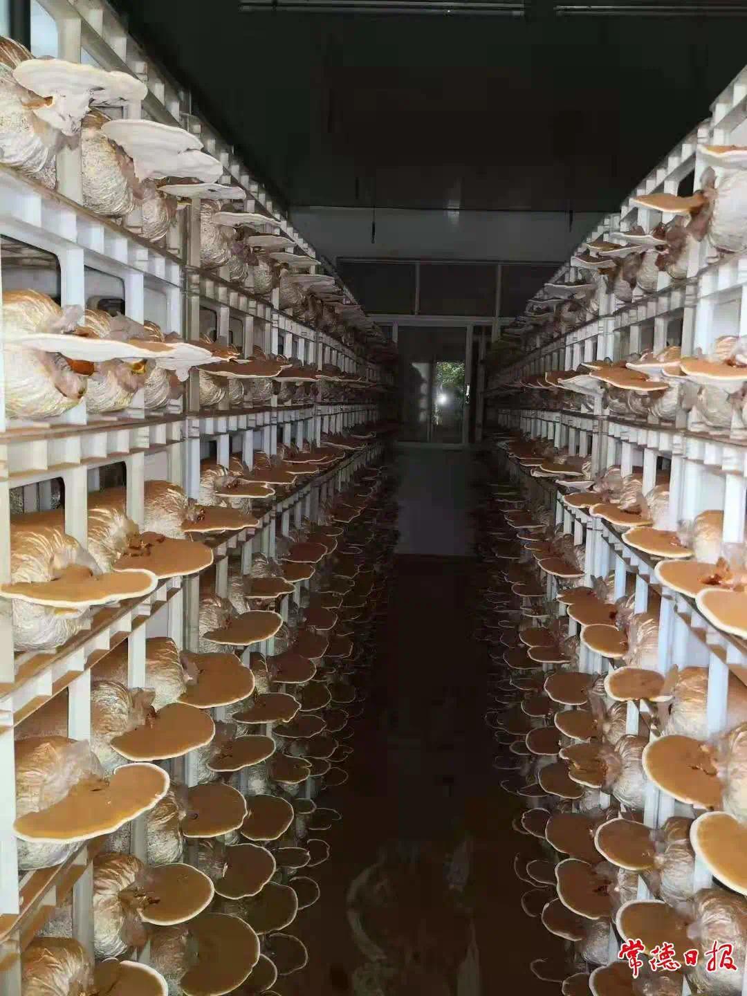 永春堂董事长马永春,还有一个身份,是常德市食用菌产业协会会长.