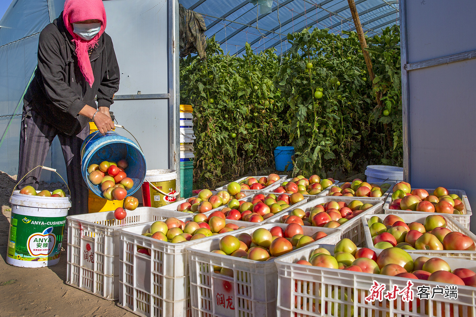 民勤县蔡旗镇沙滩村村民在温棚里摘西红柿.