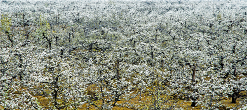 图7：春天的梨园