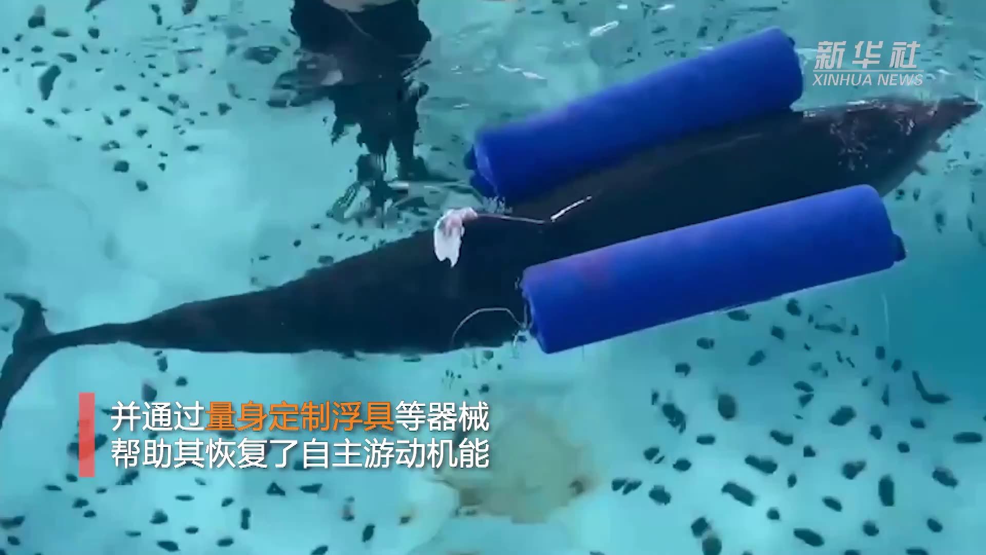 “教”海豚游泳？救助中心这样救治搁浅海豚