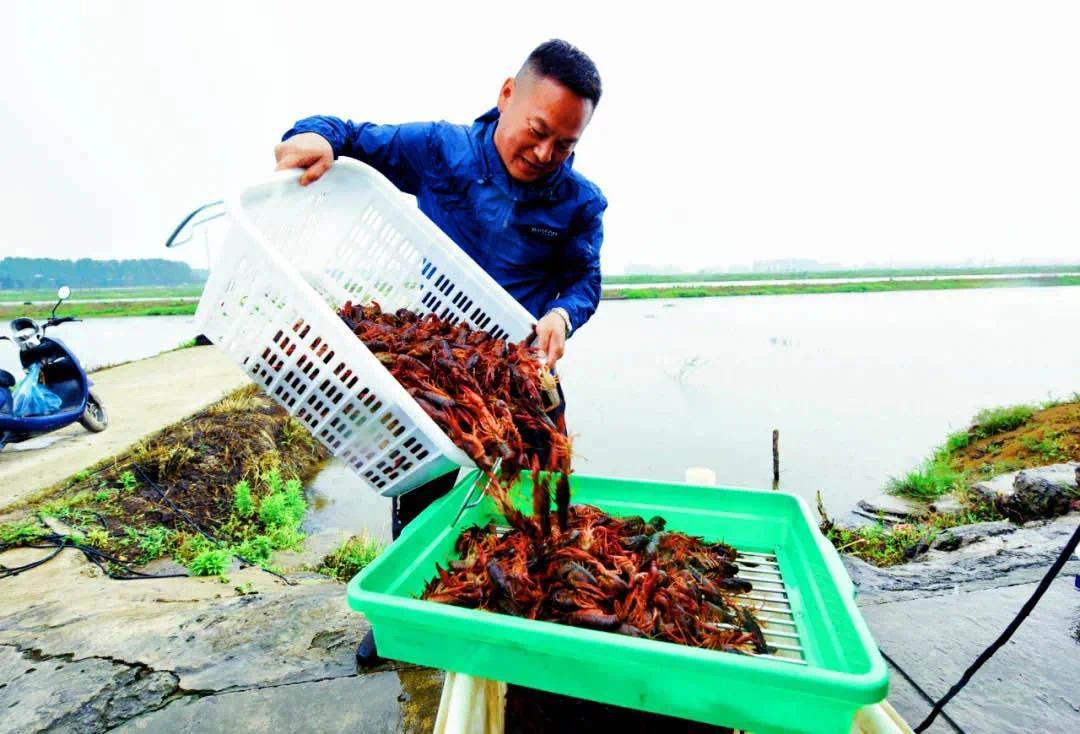 中國盱眙國際龍蝦節喜獲