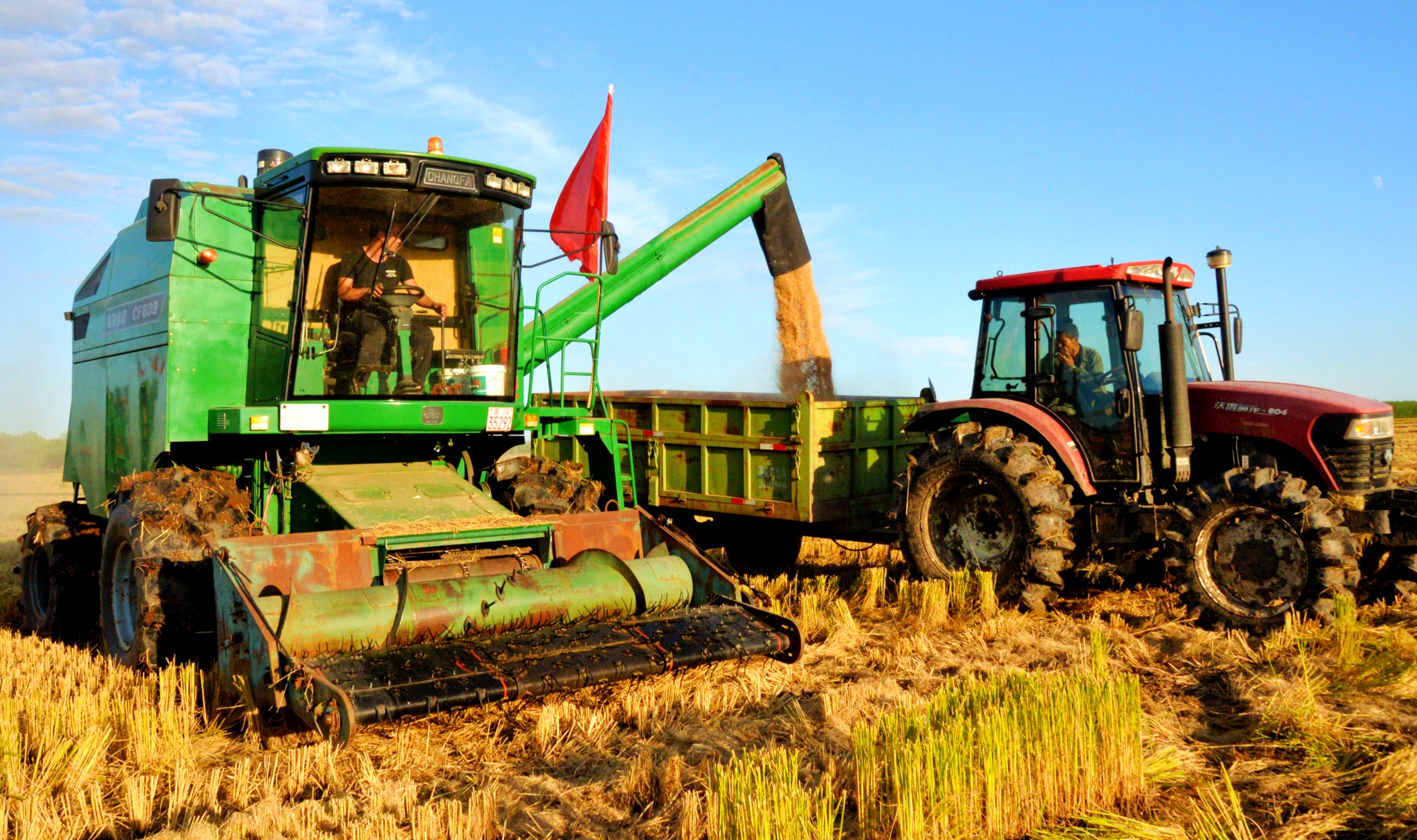 收割机正在卸水稻