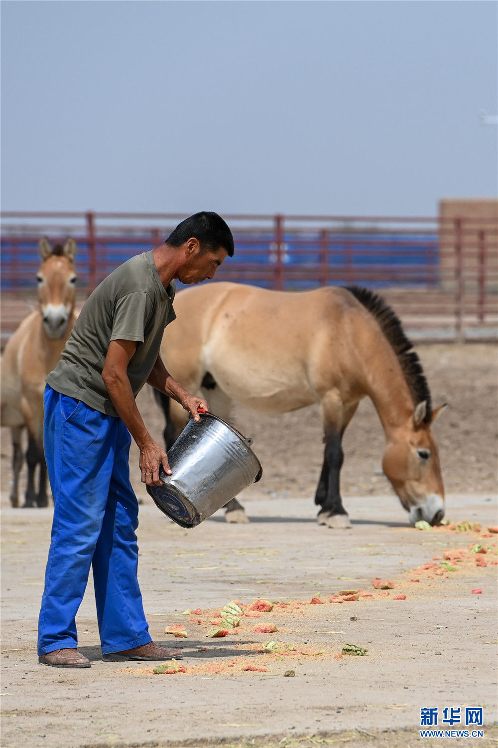 走吧你要学着自己长大濒危野马重返荒野20年