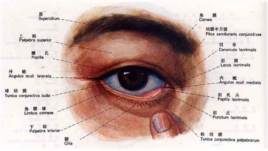 眼部皮肤结构讲解图图片