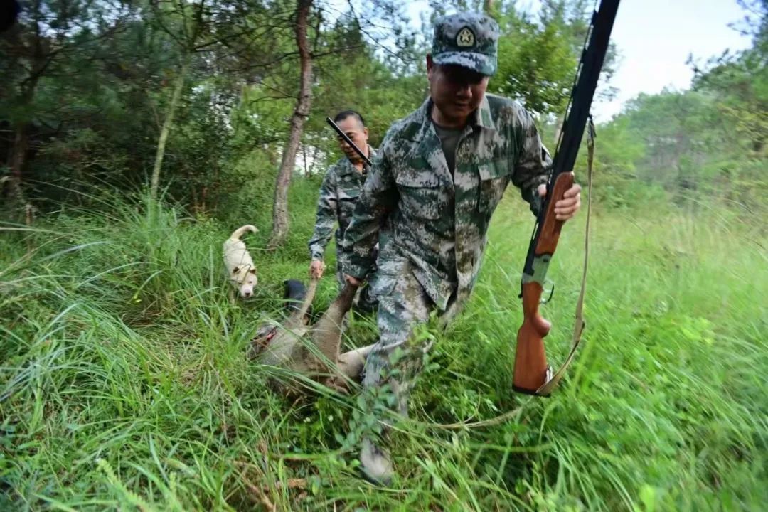 赣州多地野猪出没,破坏庄稼 专业队伍来了