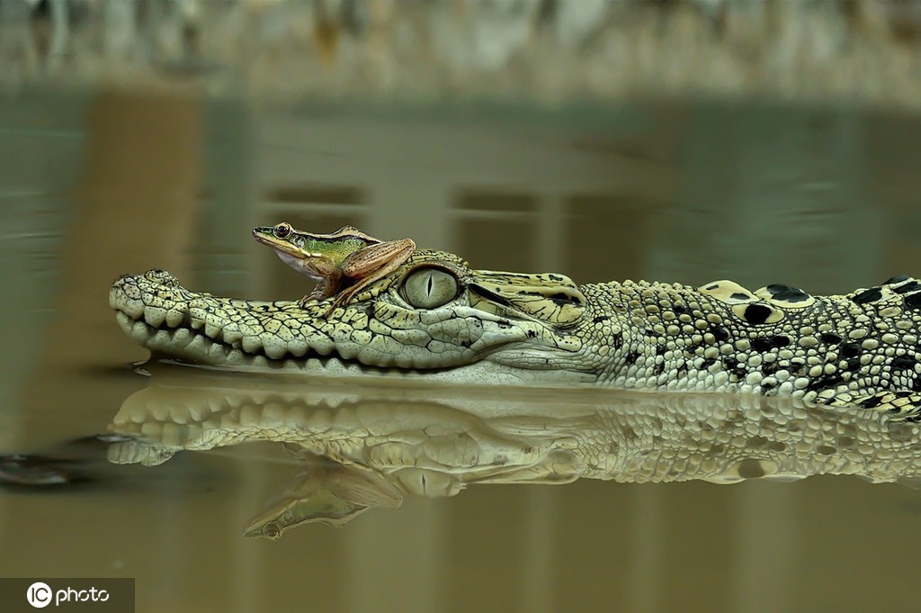 印尼西苏门答腊岛小青蛙趴在鳄鱼头上