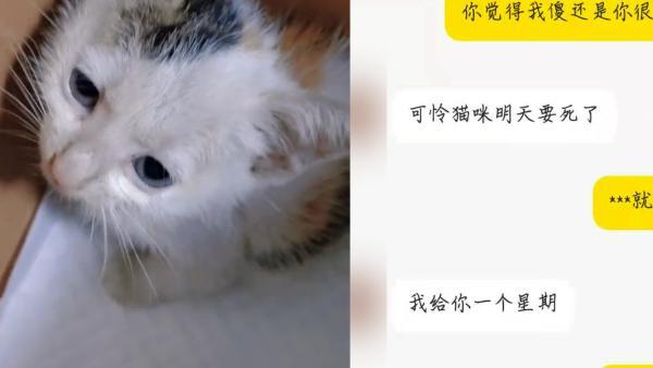 抢猫咪犯法吗知乎