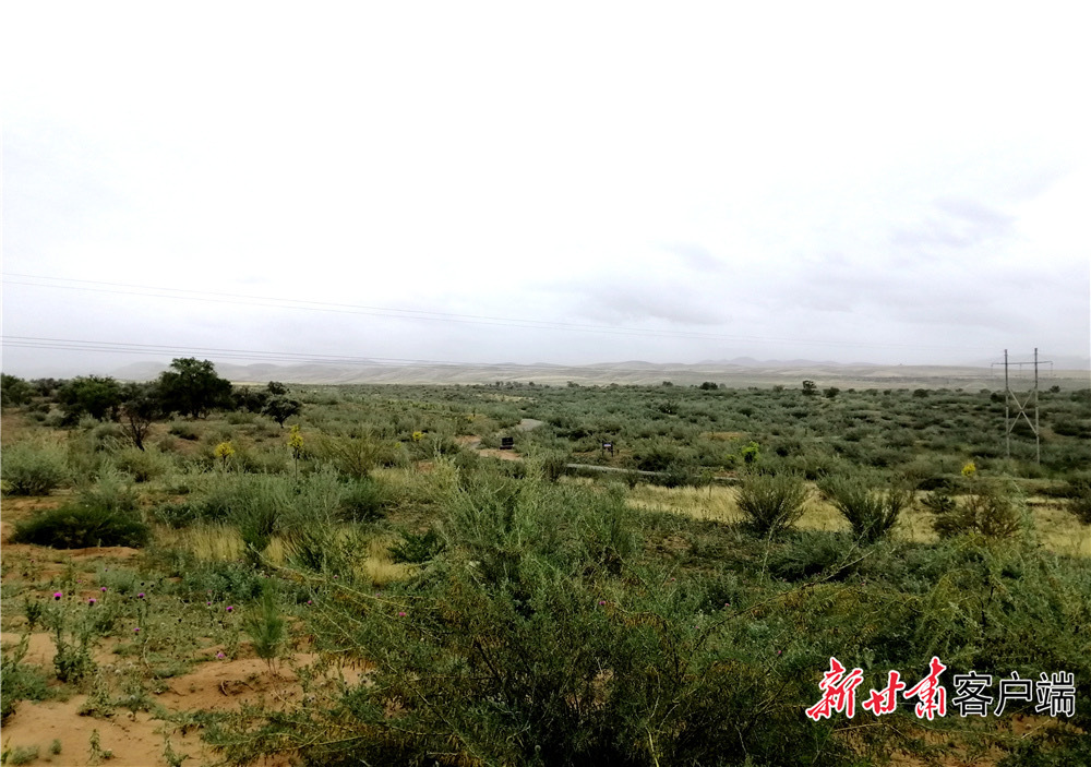 甘肃武威古浪县八步沙林场（资料图）